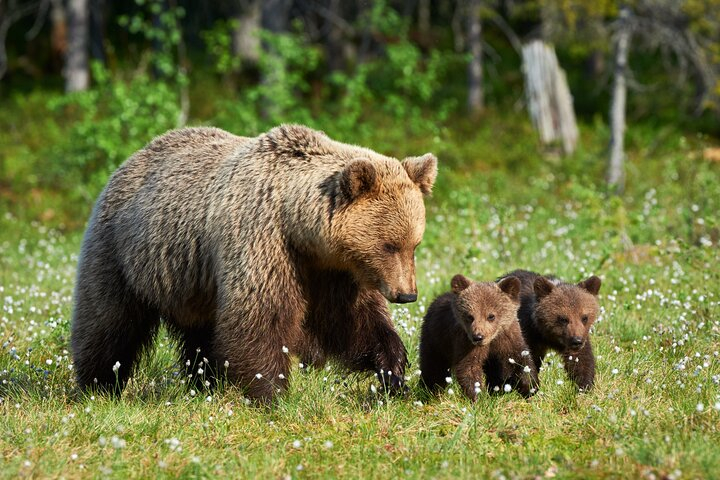 Private Lower Loop Tour of Yellowstone National Park  nCuhrMXd
