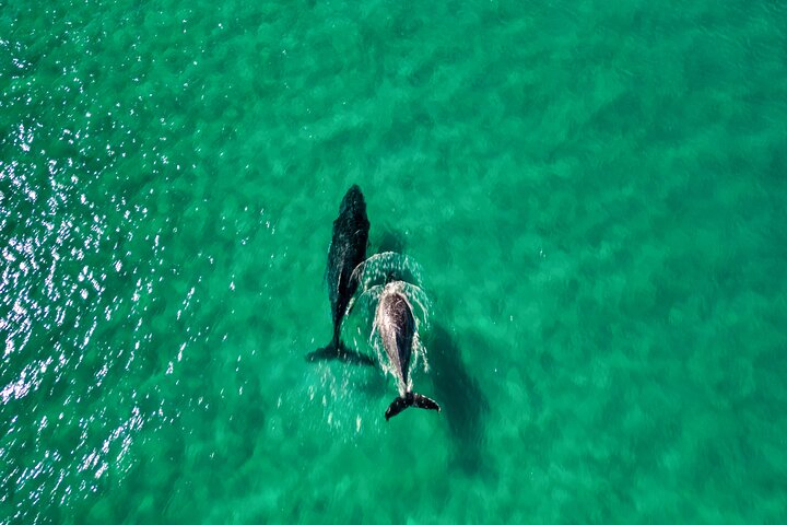 Whale Watching Ocean Kayak Tour  rX20aAh3
