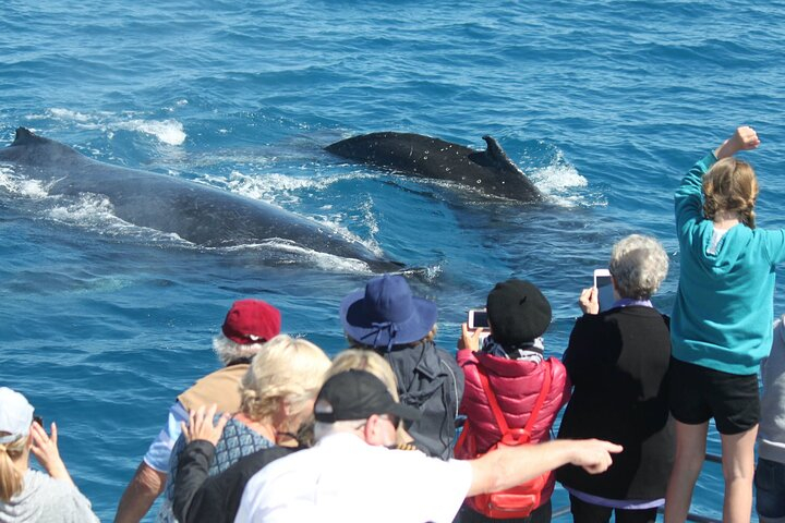 World class Whale Watching from Hervey Bay d3a9eWu9