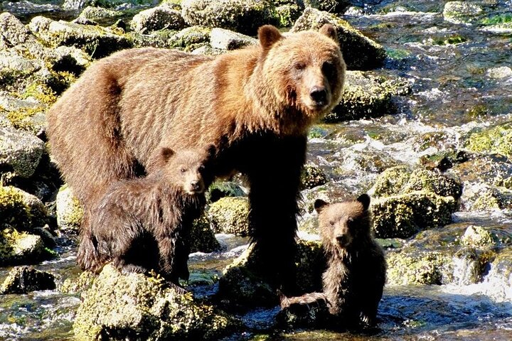 Private Bear Viewing at Waterfall Creek RJWoLLNp