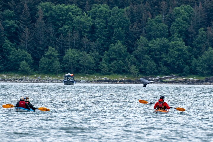 Juneau Shore Excursion: Paddle with Whales Kayak Adventure mTi9SLS5