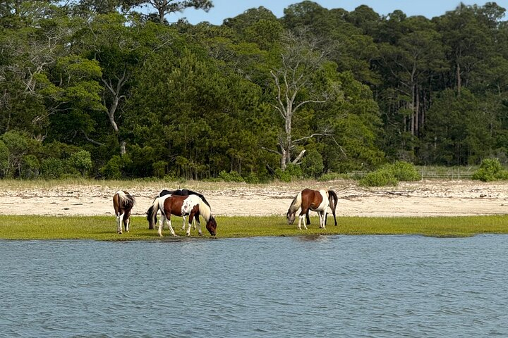 Chincoteague Wildlife Sunset Boat Tour OGpozk9s