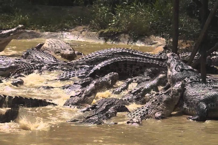Kuching City Tour & Jong's Crocodile Farm DOSJ1Cid