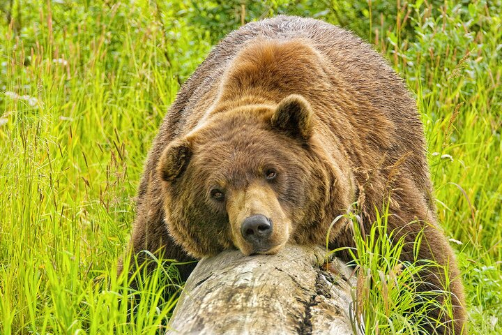 Anchorage to Whittier Wildlife Adventure 55OAFX3x