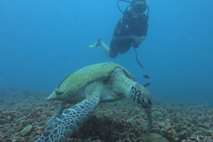 Pulau Perhentian Diving for Beginners 0iKJDzdE