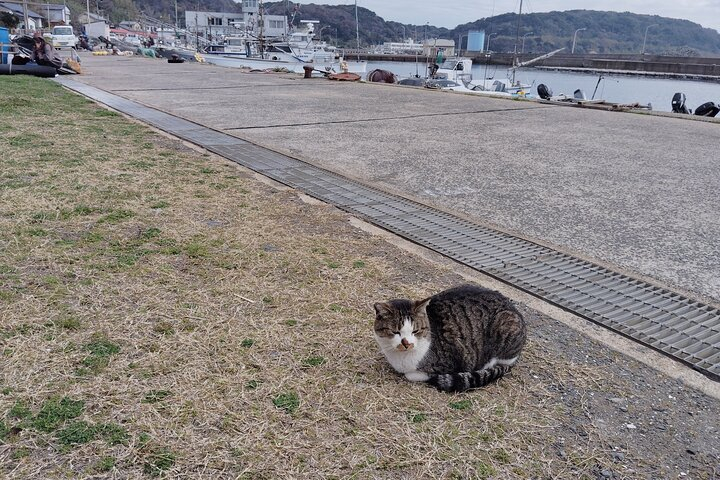 Ainoshima Island Cats Culture and Scenic Beauty Tour tkAtp4MB