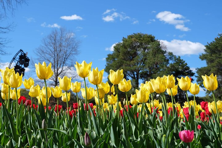 Canberra Floriade Tour IFo8vog5