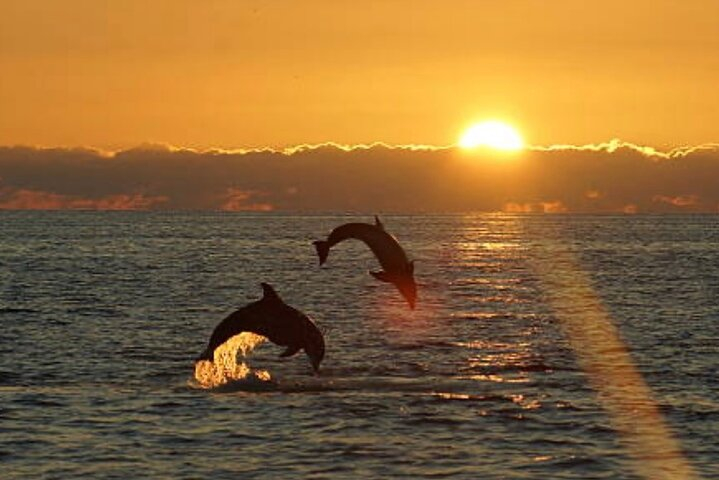 Chincoteague Dolphin Watching Boat Tour nhQIfp5k