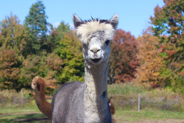 Farm Tour at Clover Brooke Llama/Alpaca/Goat Farm Y32ZSNs1