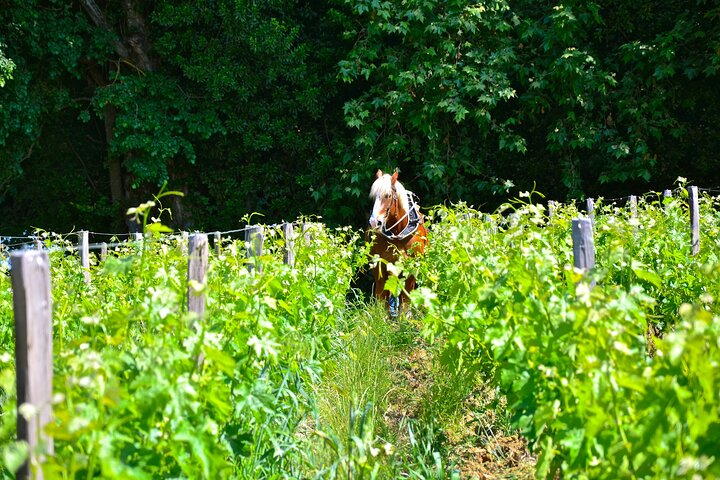 "Explore Saint-Émilion on e-Bikes: Small Group, half-Day Tour" OKKbiyCa