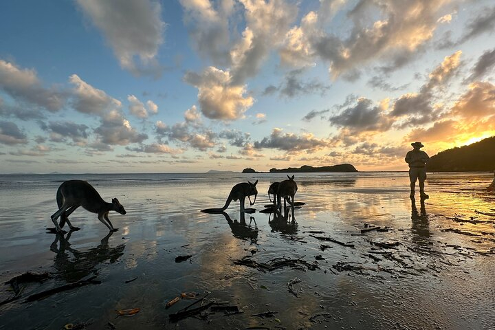 Beach Sunrise with the Wallabies 064EkP68