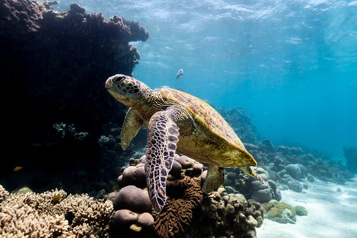 Half Day Sailing and Snorkeling Tour from Coral Bay 8pQaPkFA