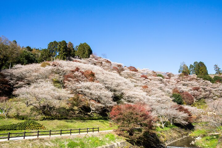 Korankei and Obara Bus Tour with Persimmon Tasting Course x6eMTpb9