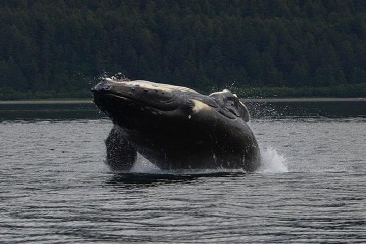 Guaranteed Whale Watching Adventure  0TXg0liD