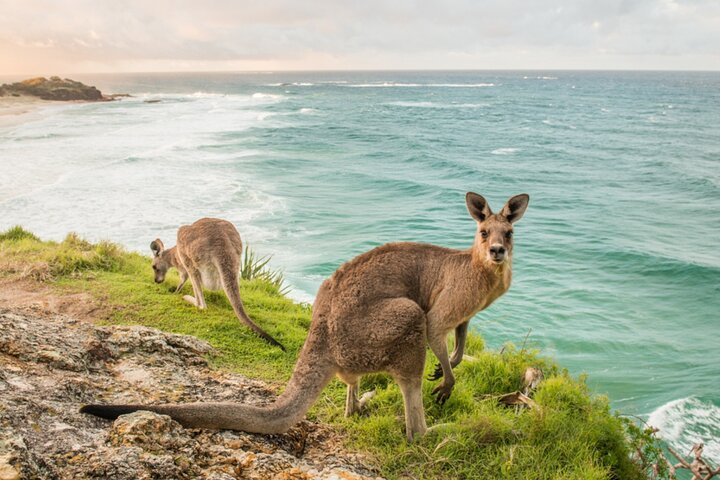 Stradbroke Island Eco Day Trip from Brisbane – Wildlife & Beaches uhKlKhMj