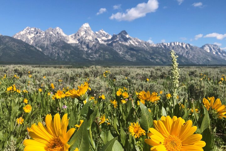 Grand Teton National Park Private Wildlife Safari - Dawn/Dusk NBbtCTjj