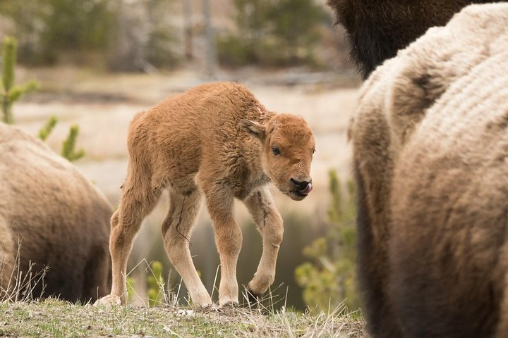 Private Yellowstone Old Faithful and Lower Loop Tour 6jFPHFXg