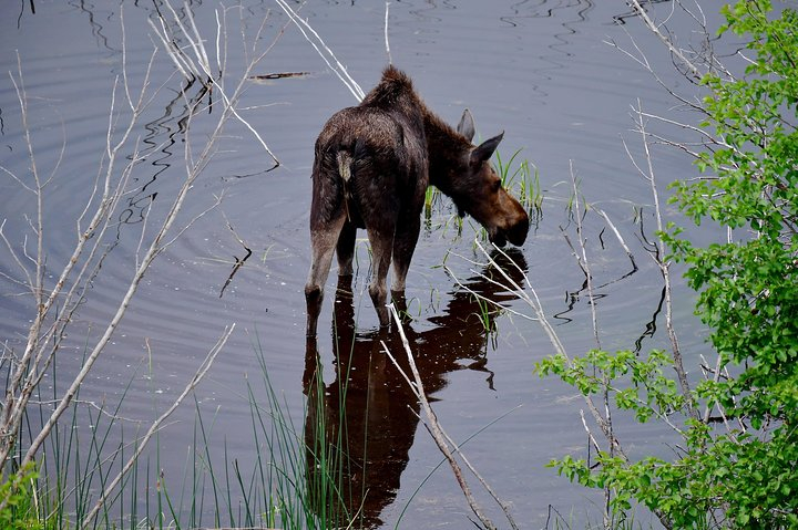 Private Yellowstone Wolf Watching & Wildlife Safari + lunch  ej756vRR