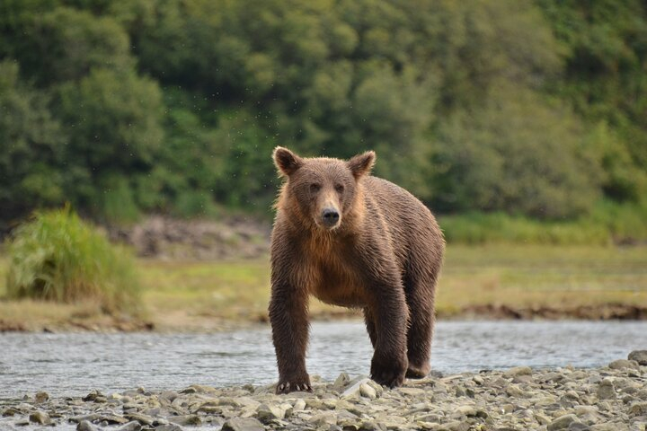 Exclusive Locations Private Bear Viewing xPty1HkB