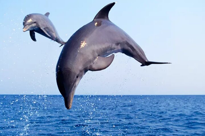 Private Dolphin Watch and Sunset Boat Tour Port Aransas Texas ku8nJCcr