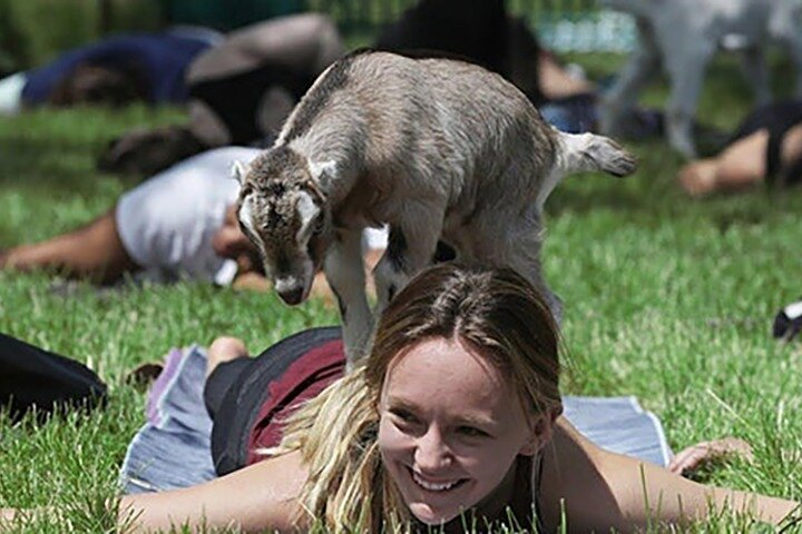 Baby Goat Cuddling and Wine Tour yxhgtQVG