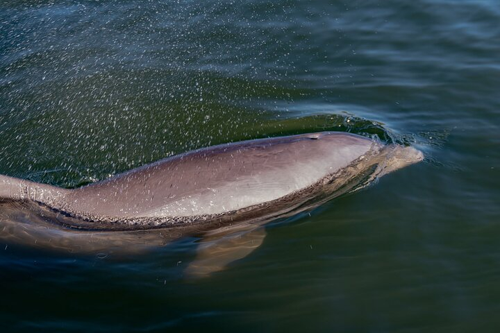 National Park Pedal Kayak Tours in New Smyrna Beach IxroOP7E