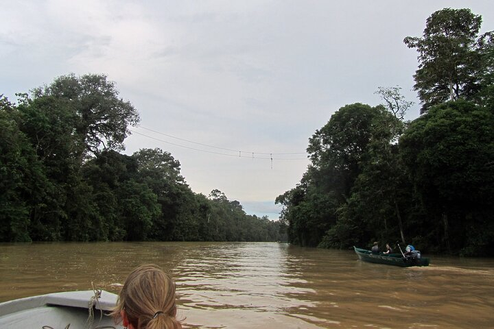 Sukau Rainforest Wildlife and Dawn Cruises Tour in Sandakan eUbelBv3