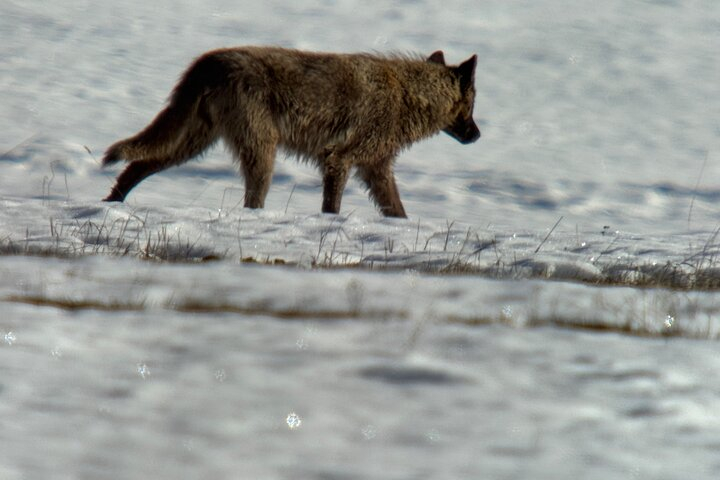Bozeman Winter Wildlife Safari, Lamar Valley, Burrito and Lunch VrrpDjFx