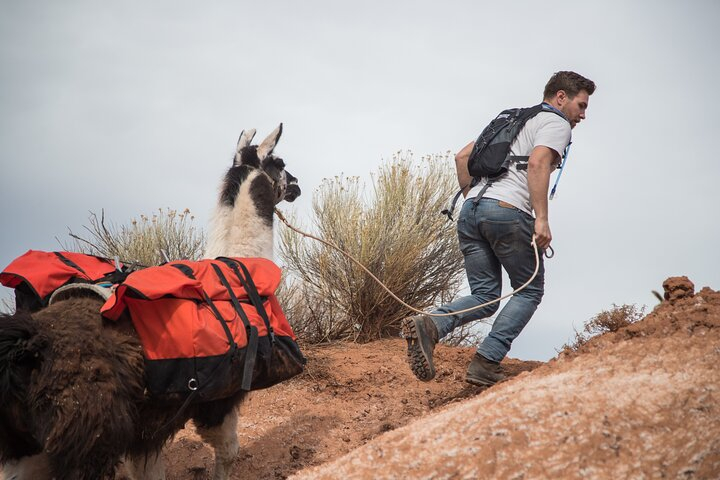2-Hour Llama Hike MglpYAEy