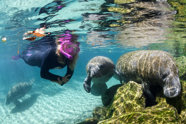 Preseason Special Snorkeling with Manatees Experience F2GvNu6K