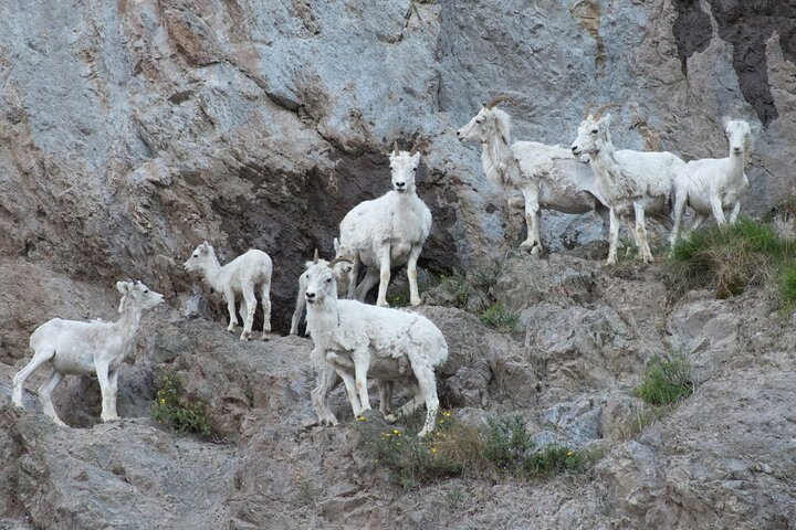 Whittier to Anchorage Wildlife Extravaganza  BMgXN1AE