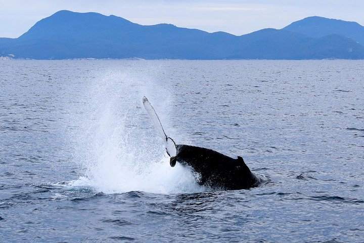 Wilsons Prom Whale Cruise VkV18L0m