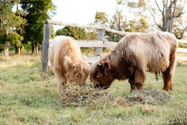 Morning Farm Experience near Gympie & Noosa VKpcReqB