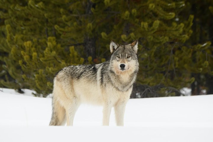 Private Yellowstone Wildlife Sightseeing Tour jWZXJyWM