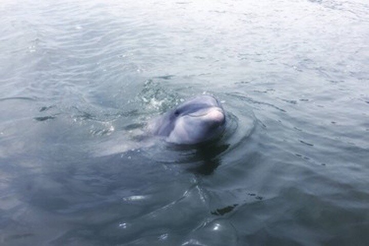 Private Disappearing Island Dolphin Tour 6G8r9bfk