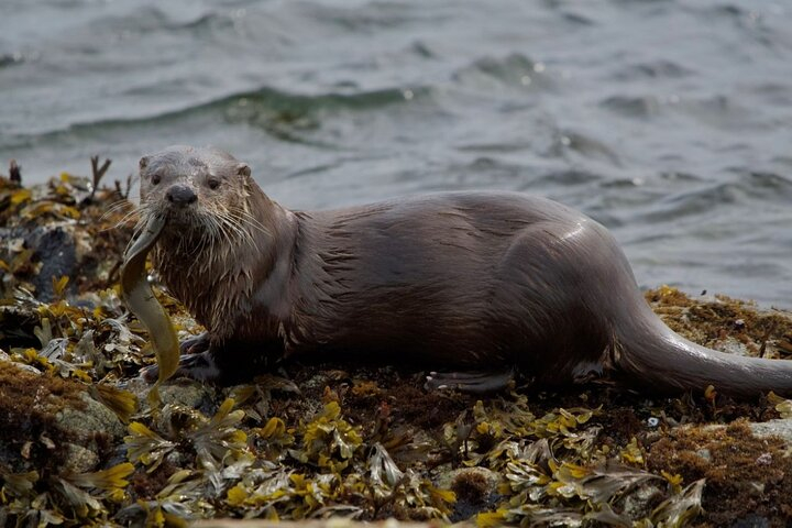 Port Townsend Wildlife Watching Cruise HfkzPk5j