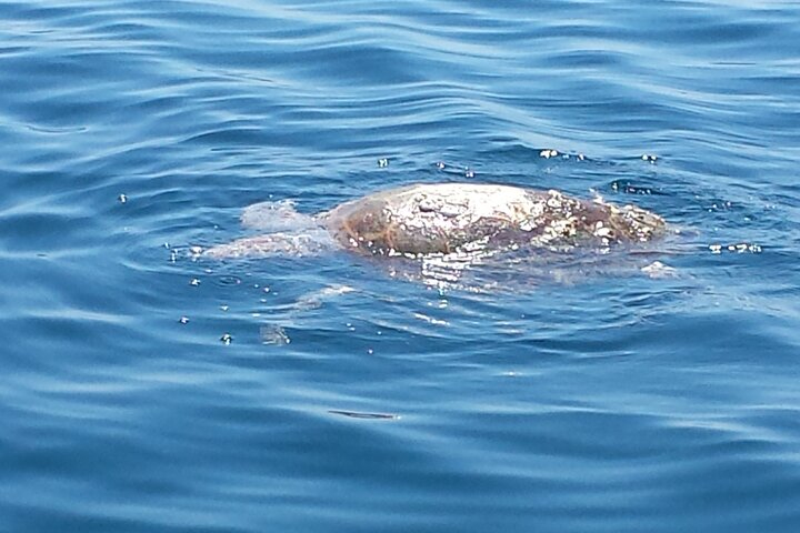 Private Island Eco Tours on a Private Boat from Shackleford Banks YBxJzklN