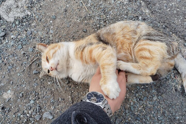 Ainoshima Island Private Cat Tour with Ferry Ride w0h4AREb