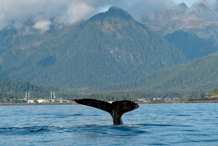 Sitka Scenic Marine Life & Seabirds Private Charter Eco-Tour 78iMU5SS
