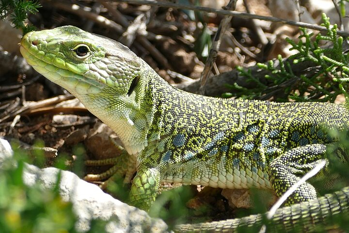Jardins DE la Sagne EN Peril wFeAlUU1