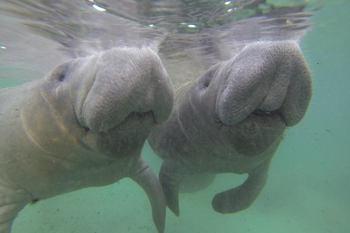Private Manatee Swim for up to 6 with In-Water Divemaster/Photographer saJFvdwR