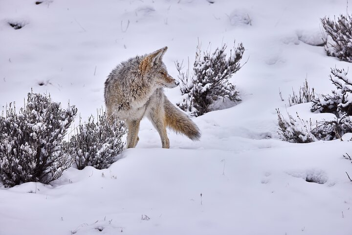 Private, Custom Yellowstone Wildlife Tours & Photo Safaris  FFvplydh
