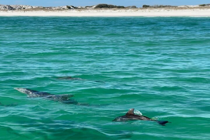 Shell Island Dolphin Sightseeing Boat Tour in Panama City Beach tRX3HTe3