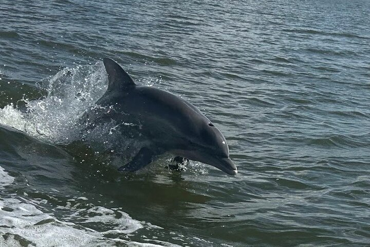 Private Dolphin Sightseeing Excursion zZllQgJu