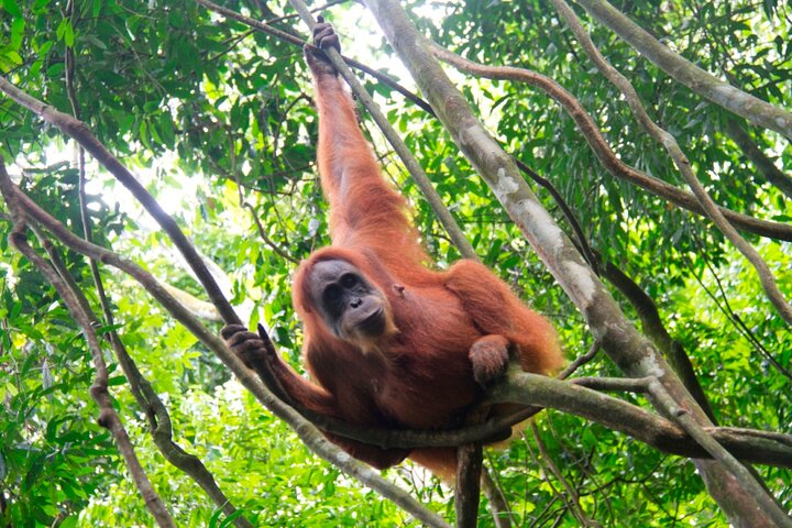 2D1N Jungle Trekking 1 Night accommodation + Pick up and drop off GFs8NTEe
