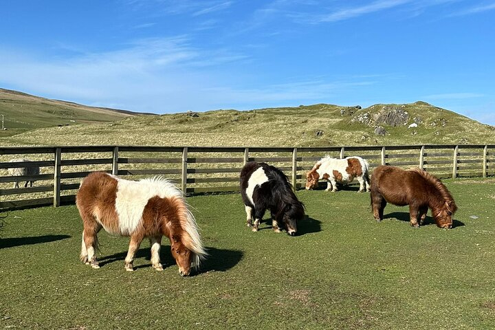Shetland Pony Express ee3S5JwT