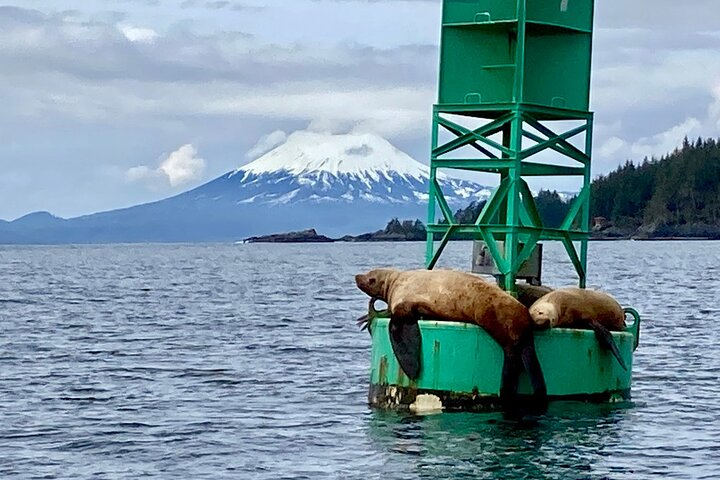 Private Charter Scenic Wildlife Excursion for Cruise Passengers BtXgMxGR