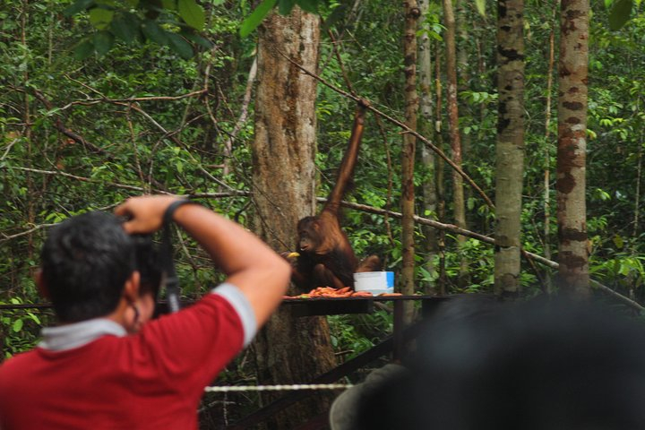 Orangutan Safari Kelotok Houseboat 3 Days 2 Nights Private GMqPgNVO