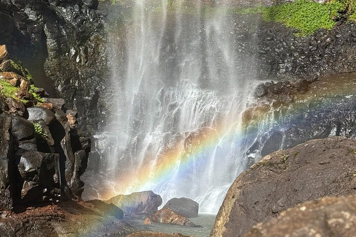 Kangaroos, Springbrook Waterfalls and Natural Bridge Day Tour kUYkWKK2