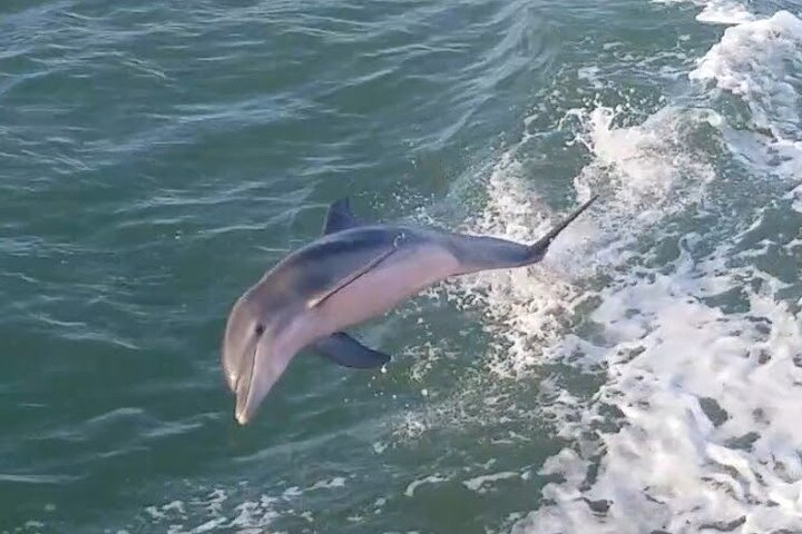 1 Hour Dolphin Dash UEQP0aC4